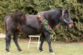 Saddle horse wearing christmas wreath decoration outdoors Royalty Free Stock Photo