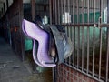 Saddle in stable Royalty Free Stock Photo