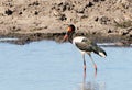 Saddle stork in the Kruger National Park Royalty Free Stock Photo