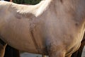 Saddle sweat mark on a buckskin criollo horse after work Royalty Free Stock Photo