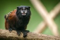 Saddle tamarin monkey portrait in forest Royalty Free Stock Photo
