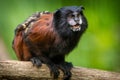 Saddle tamarin monkey portrait in forest Royalty Free Stock Photo