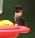 Ruby-throated Hummingbird