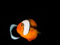 Saddleback Anemonefish