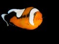 Saddleback Anemonefish