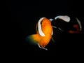 Saddleback Anemonefish