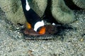 Saddleback Anemonefish Amphiprion polymnus