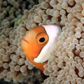 Saddleback Anemonefish in Anemone