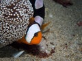 Saddleback Anemonefish with baby