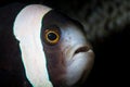 Saddleback Anemonefish