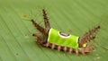 Saddleback caterpillar Royalty Free Stock Photo