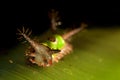 Saddleback caterpillar