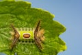 Saddleback Caterpillar Acharia stimulea