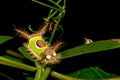 Saddleback Caterpillar Royalty Free Stock Photo