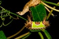 Saddleback Caterpillar