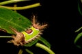 Saddleback Caterpillar