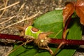 Saddleback Caterpillar