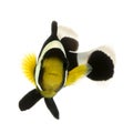 Saddleback clownfish - Amphiprion polymnus Royalty Free Stock Photo