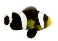 Saddleback clownfish - Amphiprion polymnus