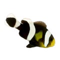 Saddleback clownfish - Amphiprion polymnus