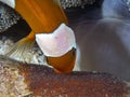 Saddleback Clownfish Amphiprion polymnus looking after their eggs