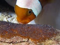 Saddleback Clownfish Amphiprion polymnus looking after their eggs