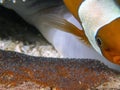 Saddleback Clownfish Amphiprion polymnus looking after their eggs