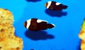 Saddleback Clownfish - Amphiprion polymnus