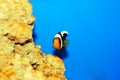 Saddleback Clownfish - Amphiprion polymnus