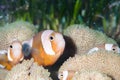 Saddleback clownfish Royalty Free Stock Photo