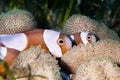 Saddleback clownfish Royalty Free Stock Photo