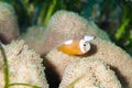 Saddleback clownfish Royalty Free Stock Photo