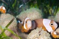 Saddleback clownfish Royalty Free Stock Photo
