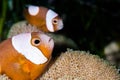 Saddleback clownfish Royalty Free Stock Photo