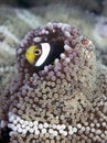 Saddleback clownfish