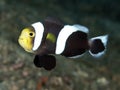 Saddleback clownfish