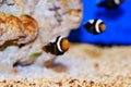 Saddleback Clownfish - Amphiprion polymnus