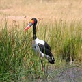 Saddleback Crane, Zimbabwe, Hwange National Park