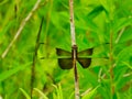 Saddleback Dragonfly Holds on To Stem Among Rich Green Foliage