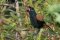 Saddleback Endemic Wattlebird of New Zealand