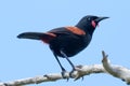 Saddleback Endemic Wattlebird of New Zealand