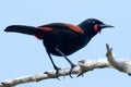 Saddleback Endemic Wattlebird of New Zealand