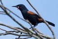 Saddleback Endemic Wattlebird of New Zealand