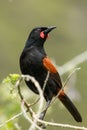 Saddleback Endemic Wattlebird of New Zealand