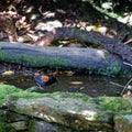 Saddleback, New Zealand endangered bird