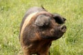 Saddleback Pig. Royalty Free Stock Photo