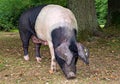 Saddleback Pig