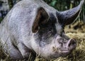 Saddleback Pig Royalty Free Stock Photo