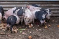 Saddleback piglets feeding on food scraps in a pigsty Royalty Free Stock Photo