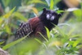 Saddleback tamarin Royalty Free Stock Photo